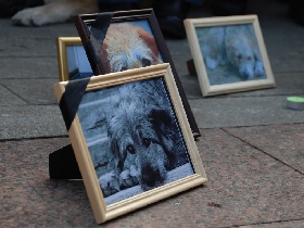 Акция в защиту животных в Москве. Фото Каспарова.Ru (c)