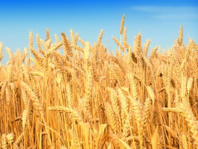Пшеница. Фото: anna-news.info